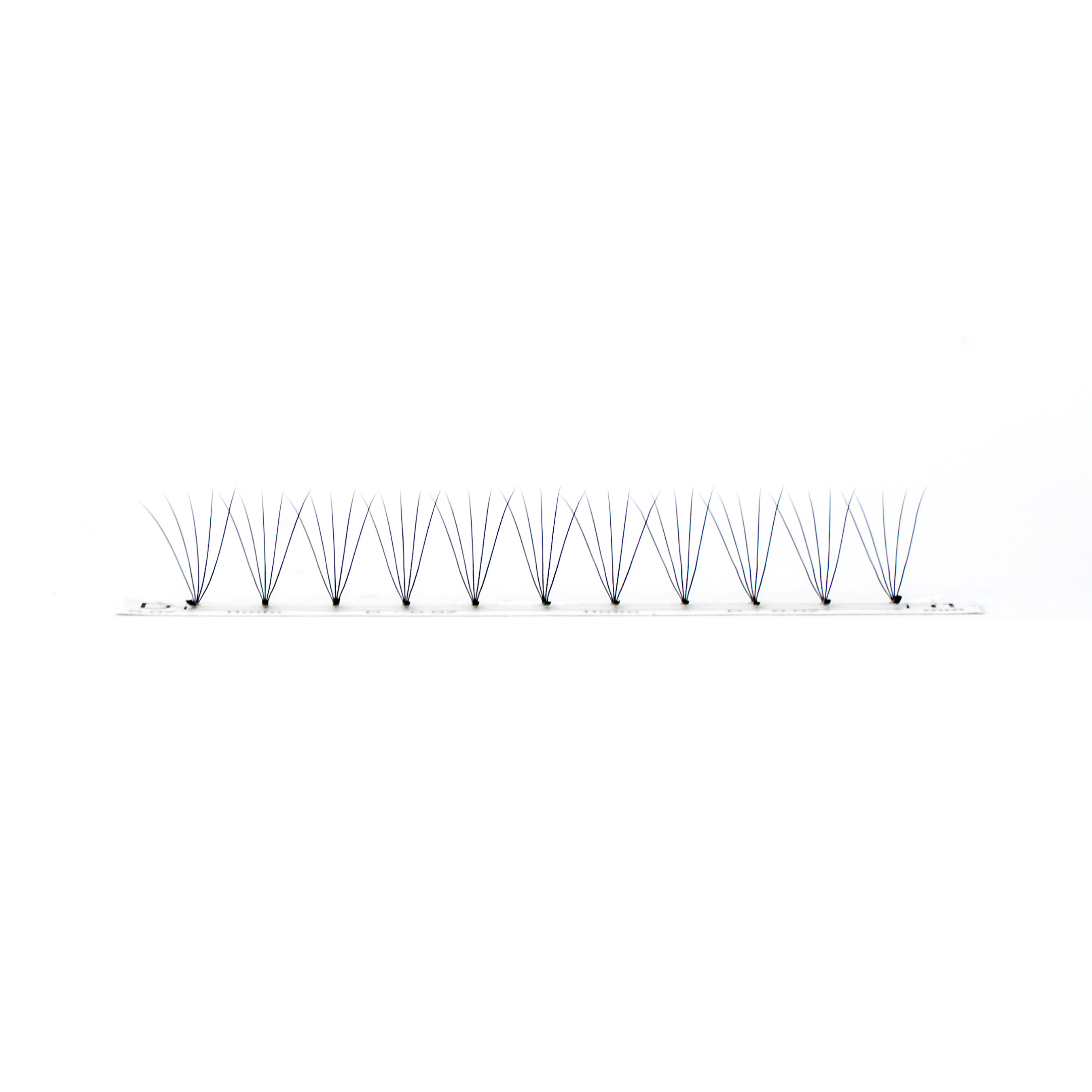FAN LASH